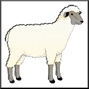Le mouton